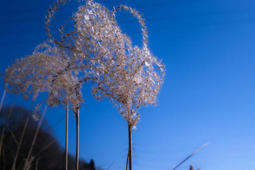 blue2.JPG