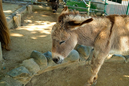 loba.JPG