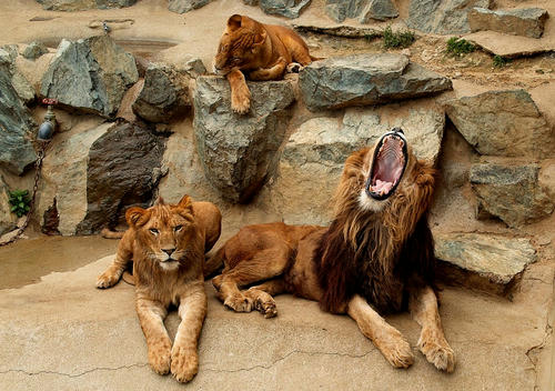 lion.JPG