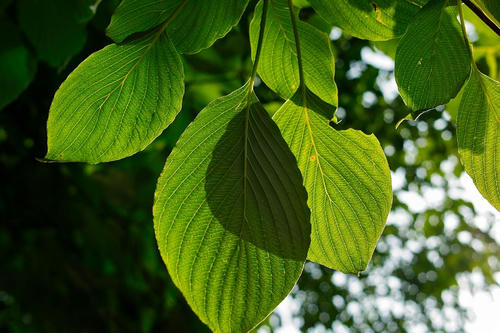 leaf4.JPG