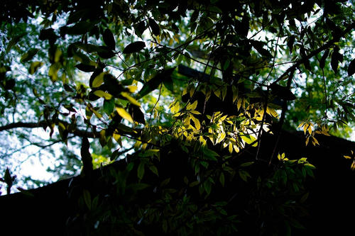 leaf6.JPG