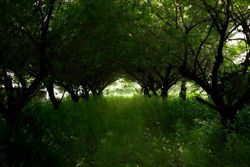 phoneforest.JPG