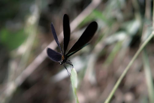 dragonfly4.JPG