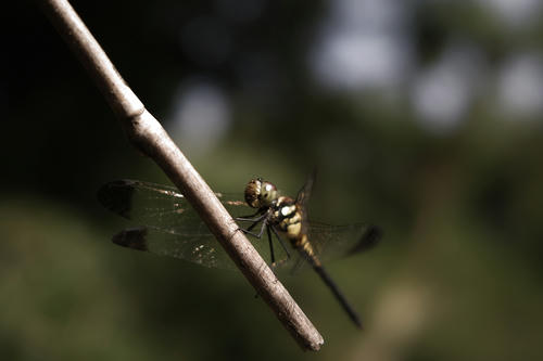 dragonfly5.JPG