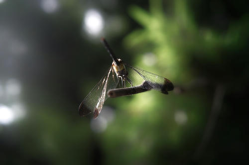 dragonfly6.JPG