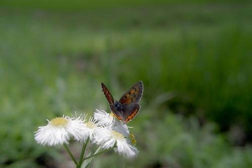 Butterfly1.JPG