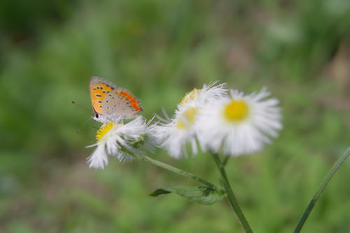 Butterfly2.JPG