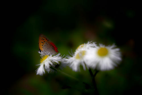 Butterfly3.JPG