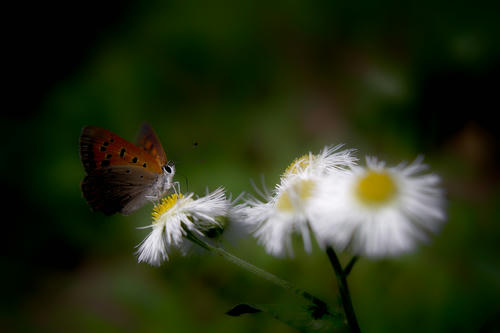 Butterfly4.JPG