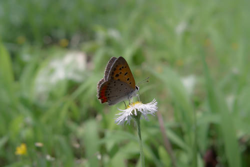 Butterfly5.JPG