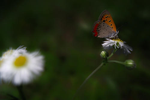 Butterfly6.JPG