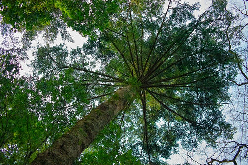 tree.JPG