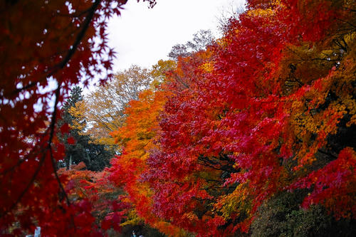 momiji1.JPG