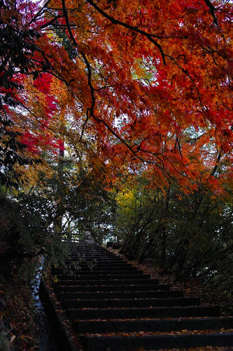 momiji9.JPG