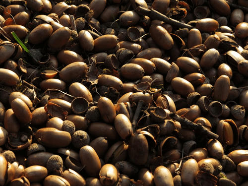 acorn2.jpg