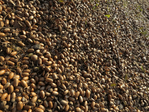 acorn1.jpg
