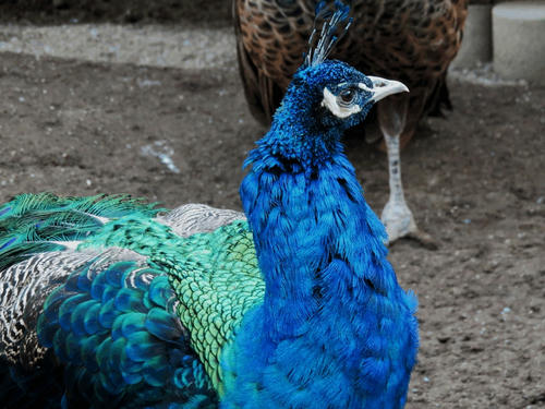 peacock.jpg
