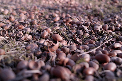 acorn.jpg