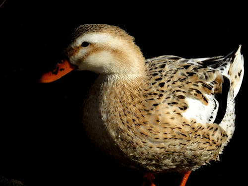 Bird3.jpg