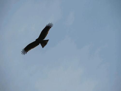 Bird1.jpg