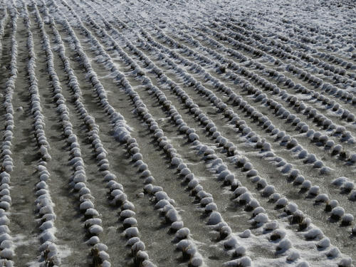 Snow1.jpg