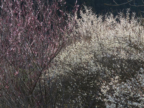 Ume1.jpg