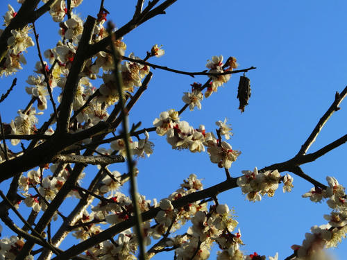 Ume2.jpg
