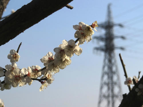 Ume3.jpg