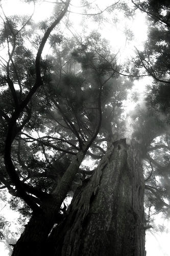 1000sugi.jpg