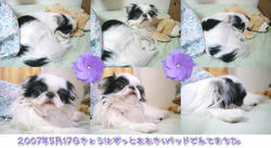 6枚連結写真