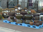 60c93383.JPG