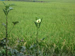 CIMG0389.JPG