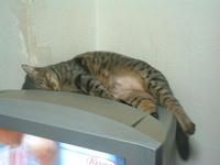 pippi092.jpg