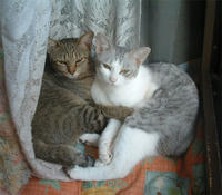 kaisaya021.jpg