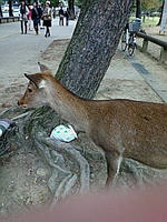shika01.jpg