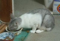 kai043.jpg