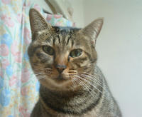 pippi094.jpg