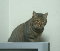 pippi096.jpg