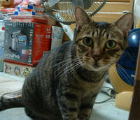 pippi119.jpg
