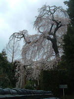 hanami10.jpg