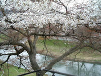hanami11.jpg