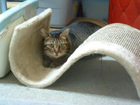 pippi128.jpg