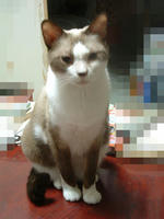 seira077.jpg