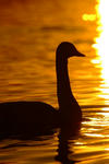 DSCF0101.JPG