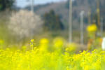 DSCF0622.JPG