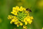 DSCF0135.JPG