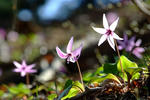 DSCF0094.JPG