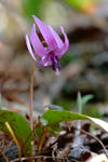 DSCF0177.JPG