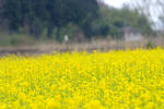 DSCF0239.JPG