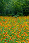 DSCF2396.JPG